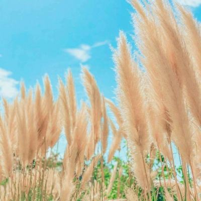 [视频]【在希望的田野上·三夏时节】全国麦收达1.2亿亩进入收获高峰